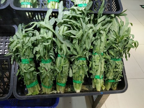 油墨菜