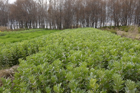 蠶豆種植