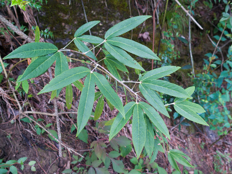 中國特有植物竹葉雞爪茶