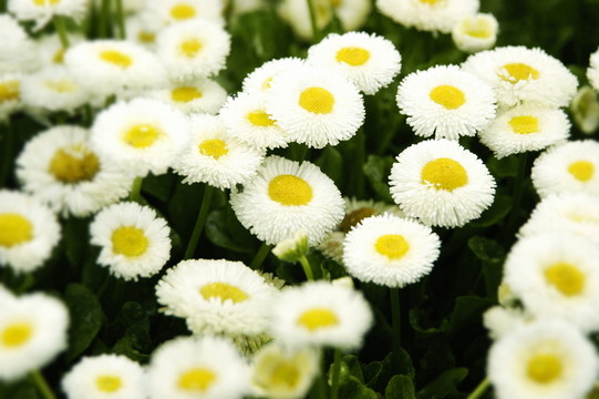 白色小花