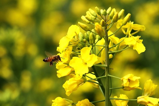 漢中油菜花