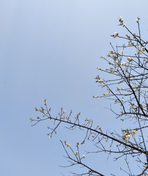 梅花