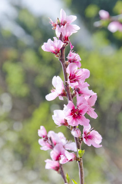桃花盛開