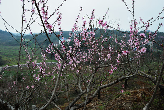 桃花 桃樹