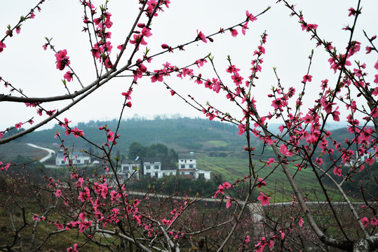 桃花 桃樹