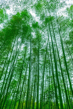 竹林圖片