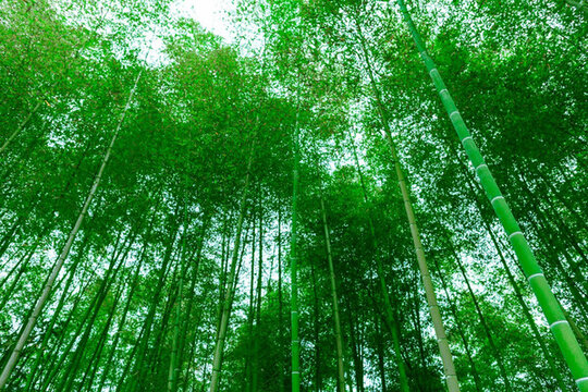 竹林