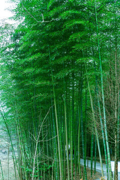竹林