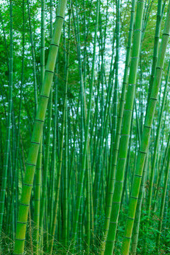 竹林