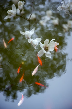 玉蘭花和錦鯉