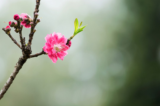 桃園春色