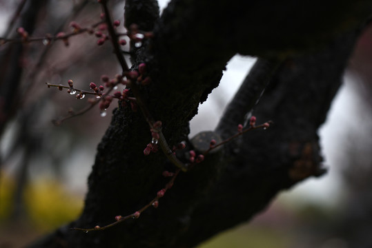 江蘇鹽城梅花灣景區(qū)