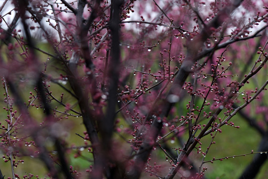 江蘇鹽城梅花灣景區(qū)