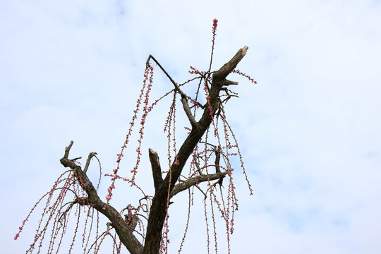 江蘇鹽城梅花灣景區(qū)