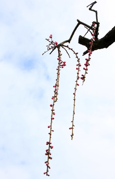 江蘇鹽城梅花灣景區(qū)