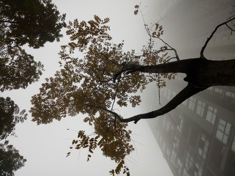 霧霾