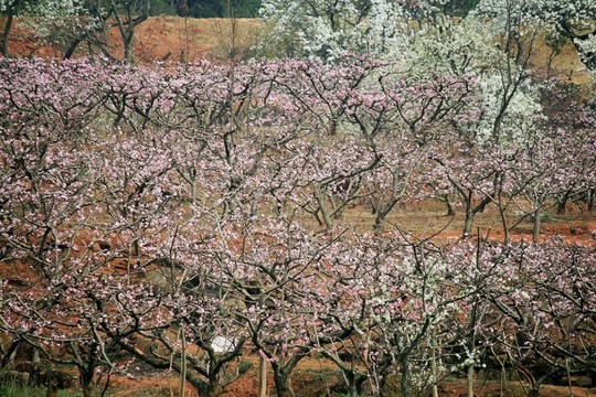 桃花林