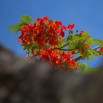無(wú)框畫 鳳凰花