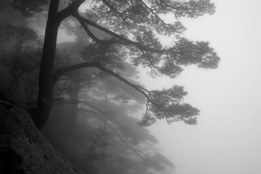 煙雨 黃山松