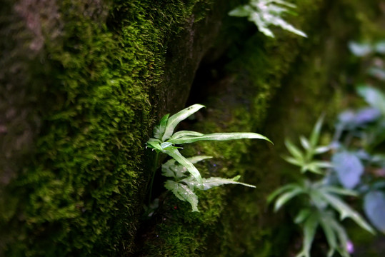 青苔墻壁