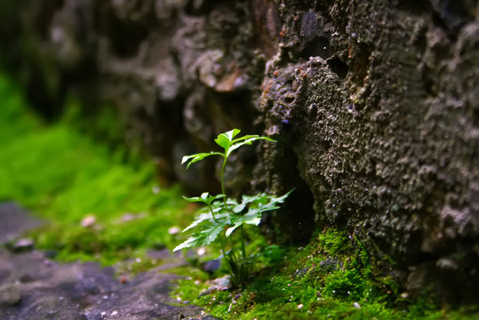 小草