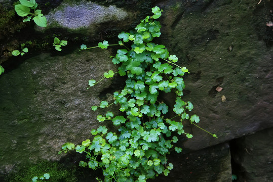 天胡荽 藥用植物