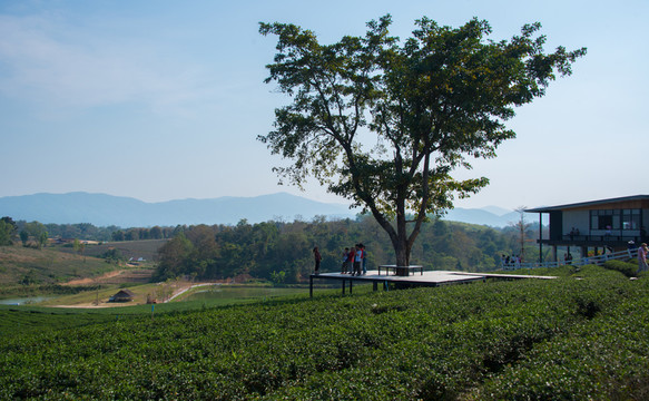清萊茶園