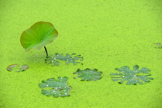 荷葉