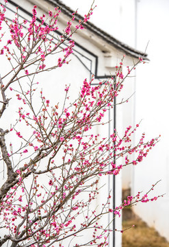 梅花
