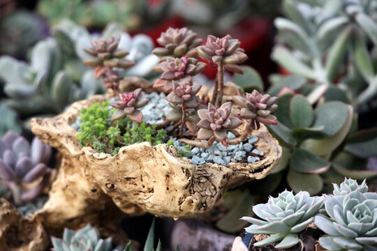 多肉植物 花 植物