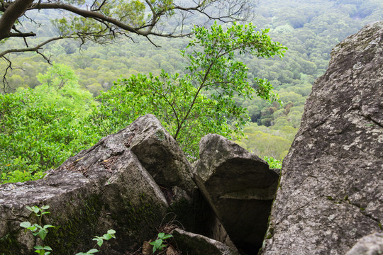 樹林