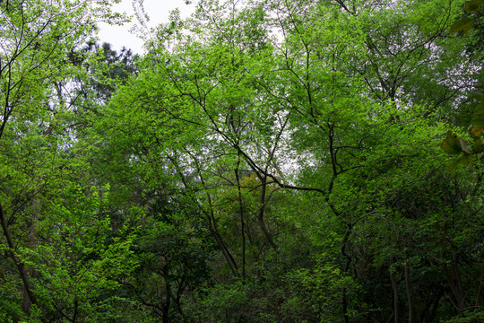 山林 樹林