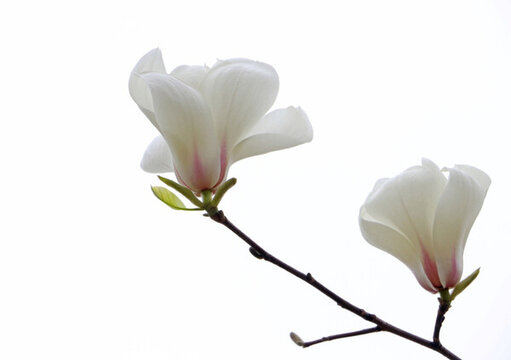 白色玉蘭花