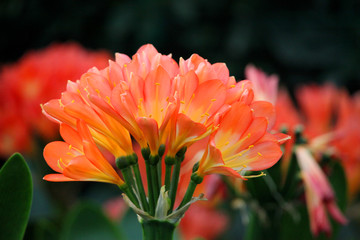 君子蘭 花 花卉