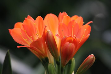 君子蘭 花 花卉 綻放