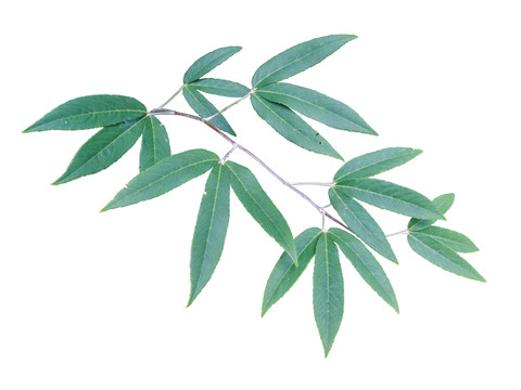 藥用植物竹葉雞爪茶摳圖白底圖片