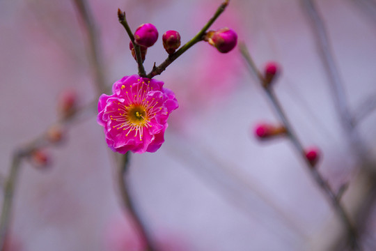梅花