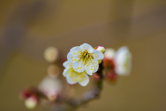 梅花
