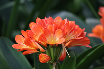 君子蘭 花 花卉 綻放