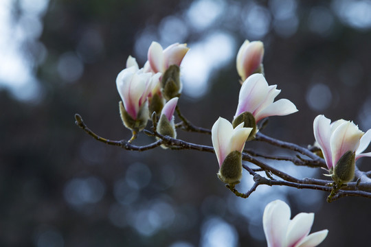 玉蘭花