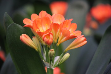 君子蘭 花 花卉 綻放