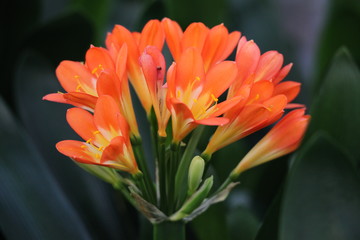君子蘭 花 花卉