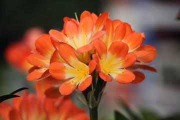 君子蘭 花 花卉 綻放