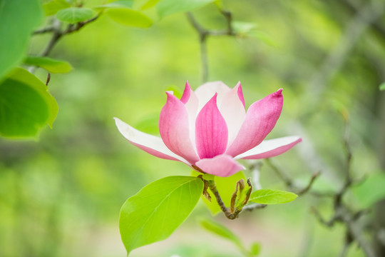 玉蘭花 唯美背景