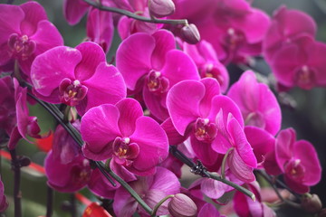 蝴蝶蘭 花