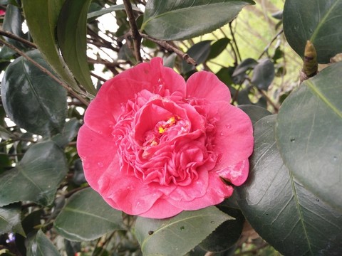 茶花