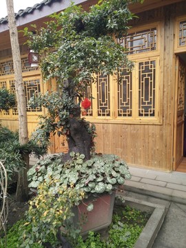 盆景