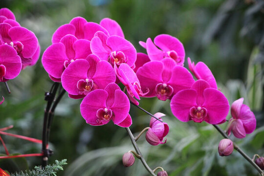 蝴蝶蘭 花