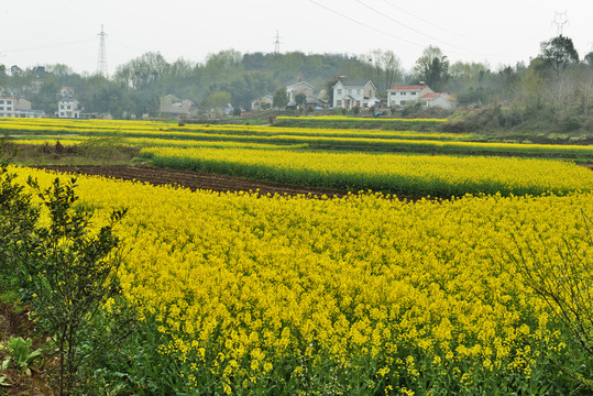 油菜花 花