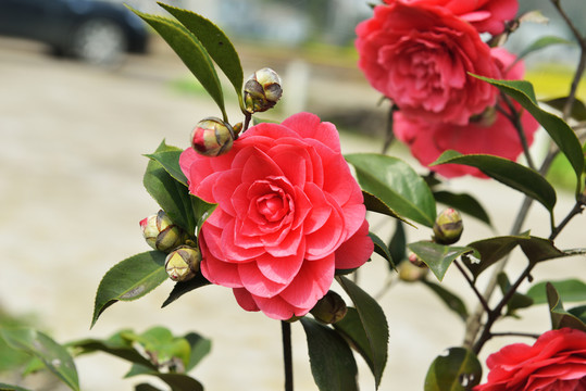 山茶花
